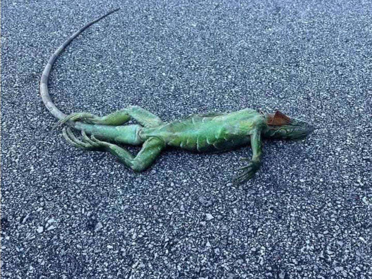 No están muertas, están congeladas: iguanas en calles de Florida tras ola de frío