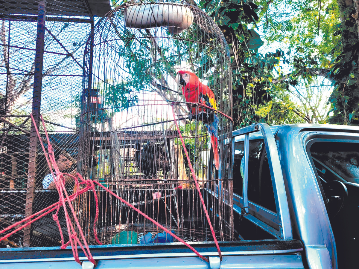 En operativos recuperan guara, cerdos y pavilla en atractivo turístico de Olancho