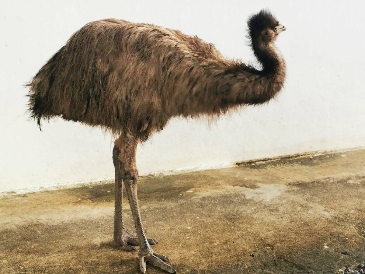 Animales comprados, gatos y perros envenenados: Situación en 'santuario' de Frank Cuesta