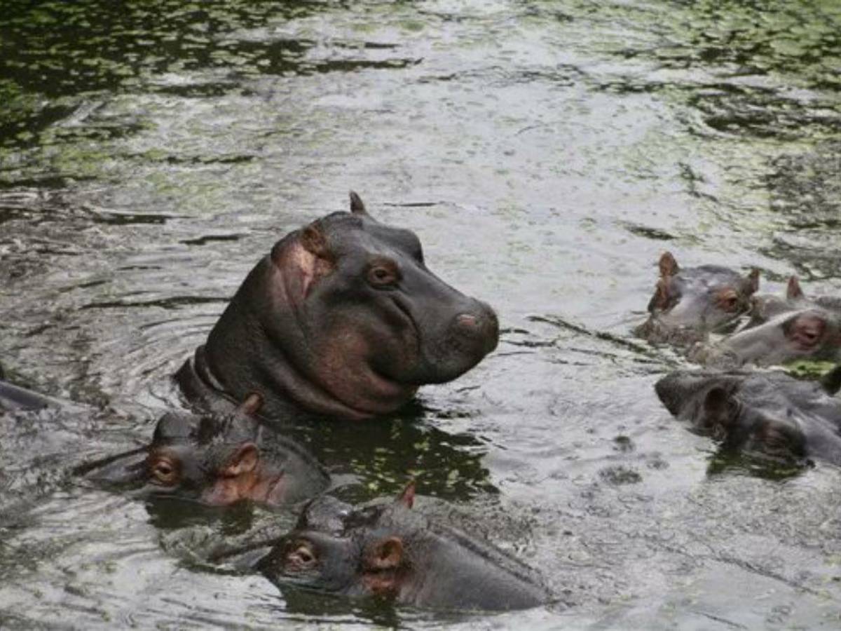 Eutanasia sin dolor: así será el proceso para controlar los hipopótamos de Pablo Escobar