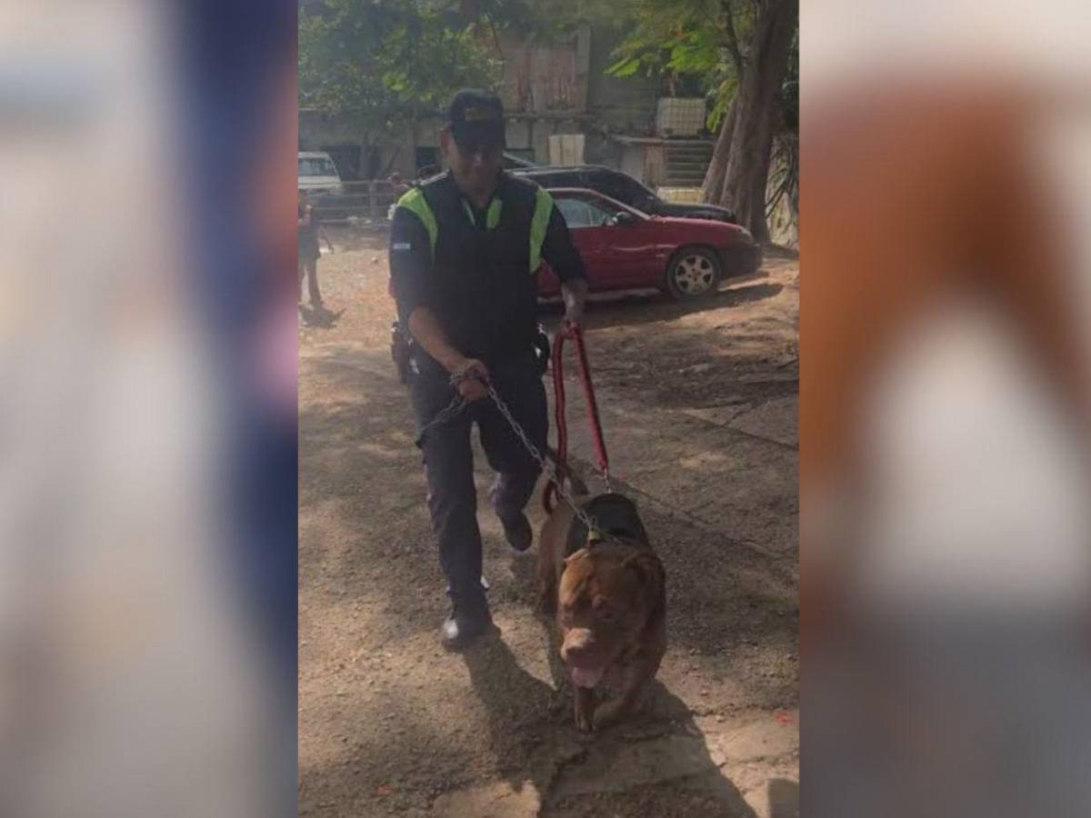 Esto hicieron con Zeus tras haber matado a su dueño en Tegucigalpa: impacta su cambio