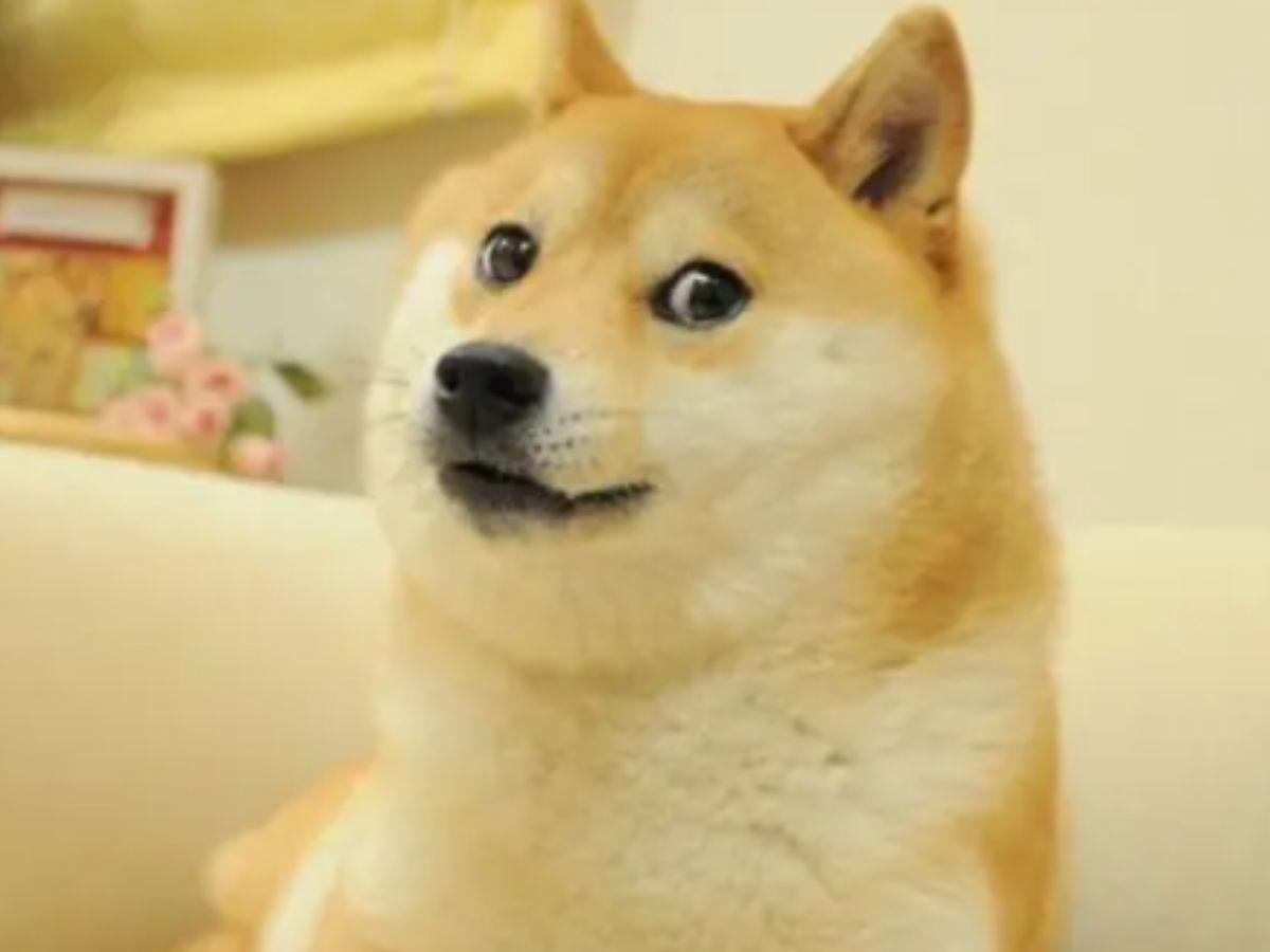 Muere Kabosu, perrita famosa por memes y por inspirar logo de criptomonedas
