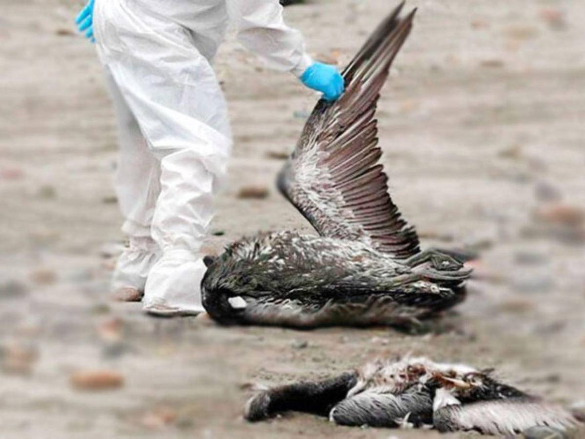¿Qué es la influenza aviar H5N1 detectada en aves? ¿Puede contagiarse en humanos?