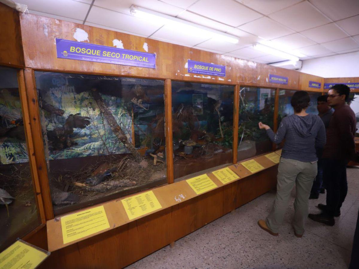 Una aventura por el mundo de los fósiles que permite comprender la naturaleza