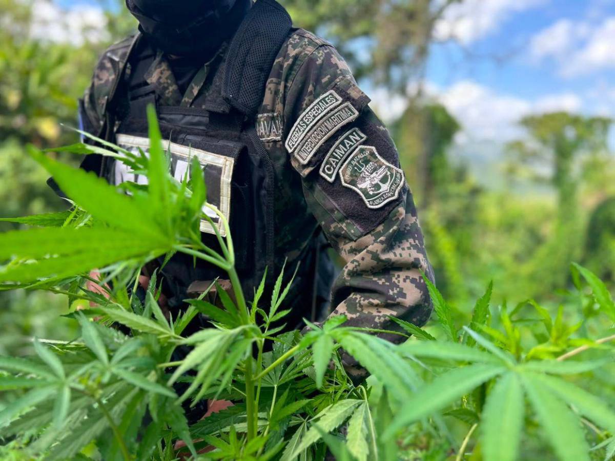 En fotos: así fue el aseguramiento de dos plantaciones de supuesta marihuana en Colón