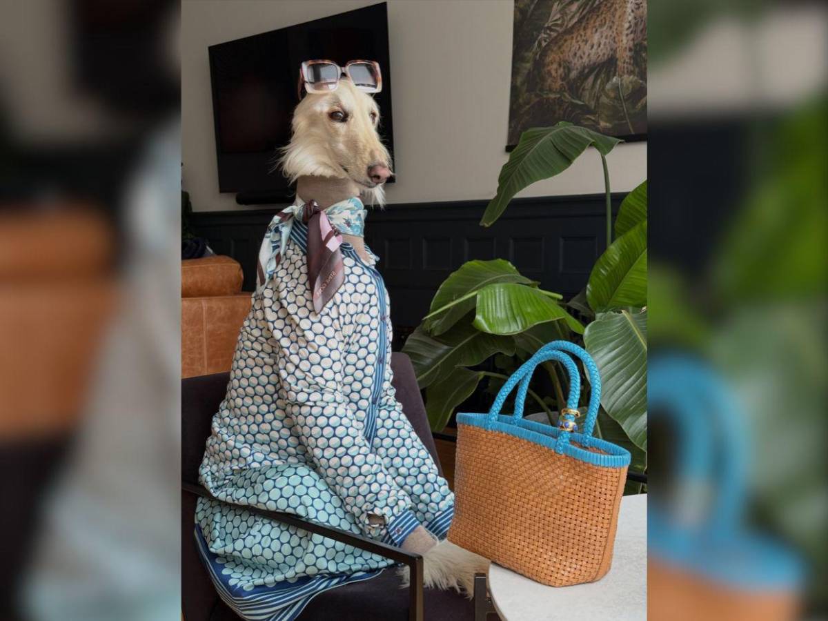 Samantha, la galga afgana que conquista las redes con su glamour de modelo