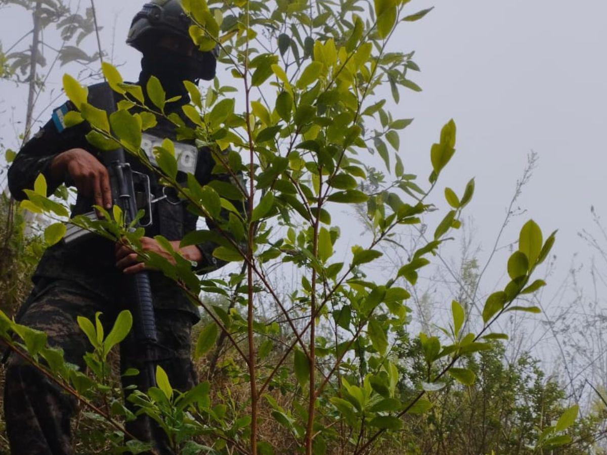 $!El problema es que las autoridades ahora se están enfocando en las plantaciones, dejando de lado el paso de droga, según los expertos.