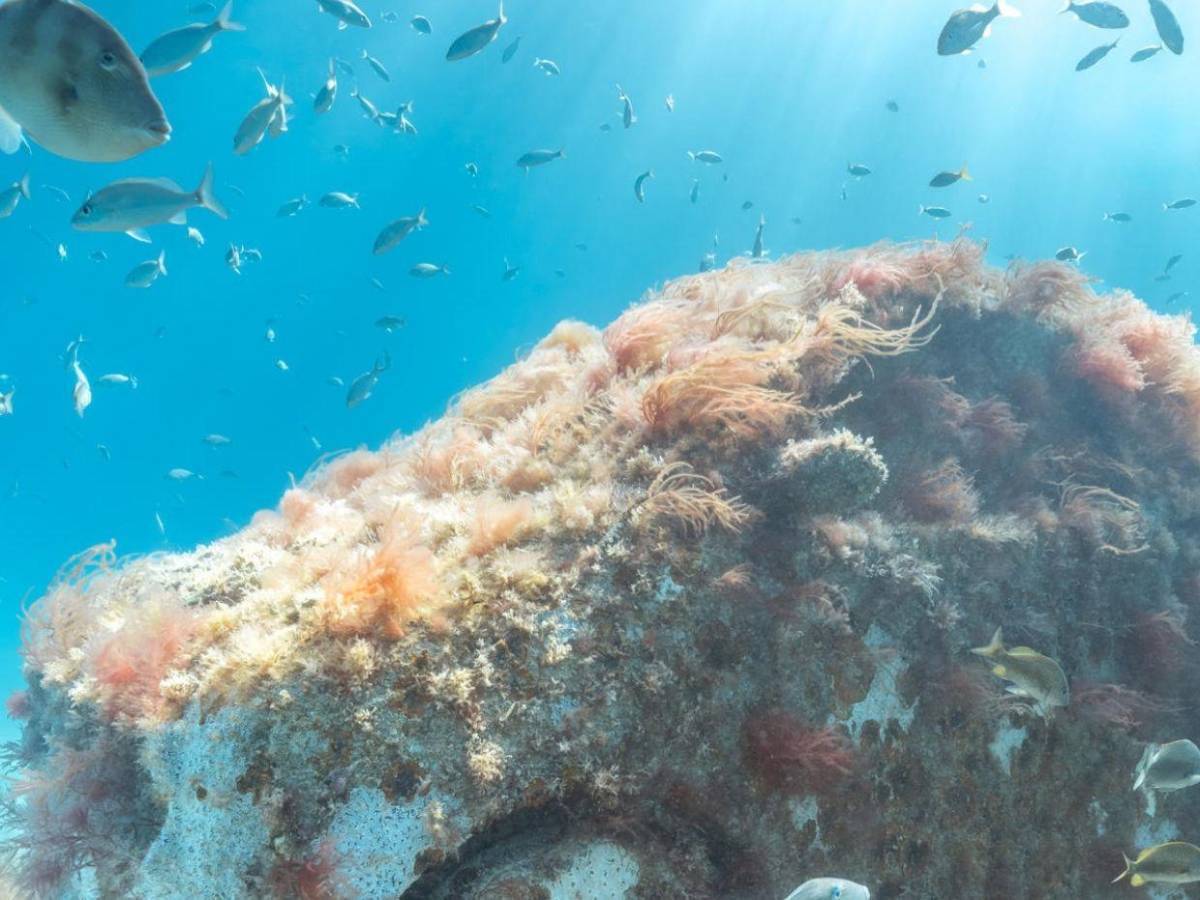 Autopista en la profundidad del mar: Miami Beach sumerge 'vehículos' para atraer fauna