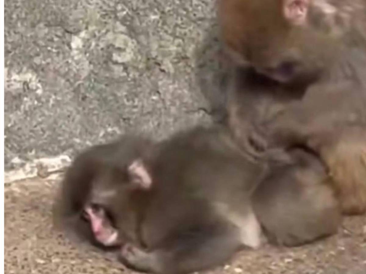 Punch, el mono del peluche, encuentra amigos y aceptación en su manada