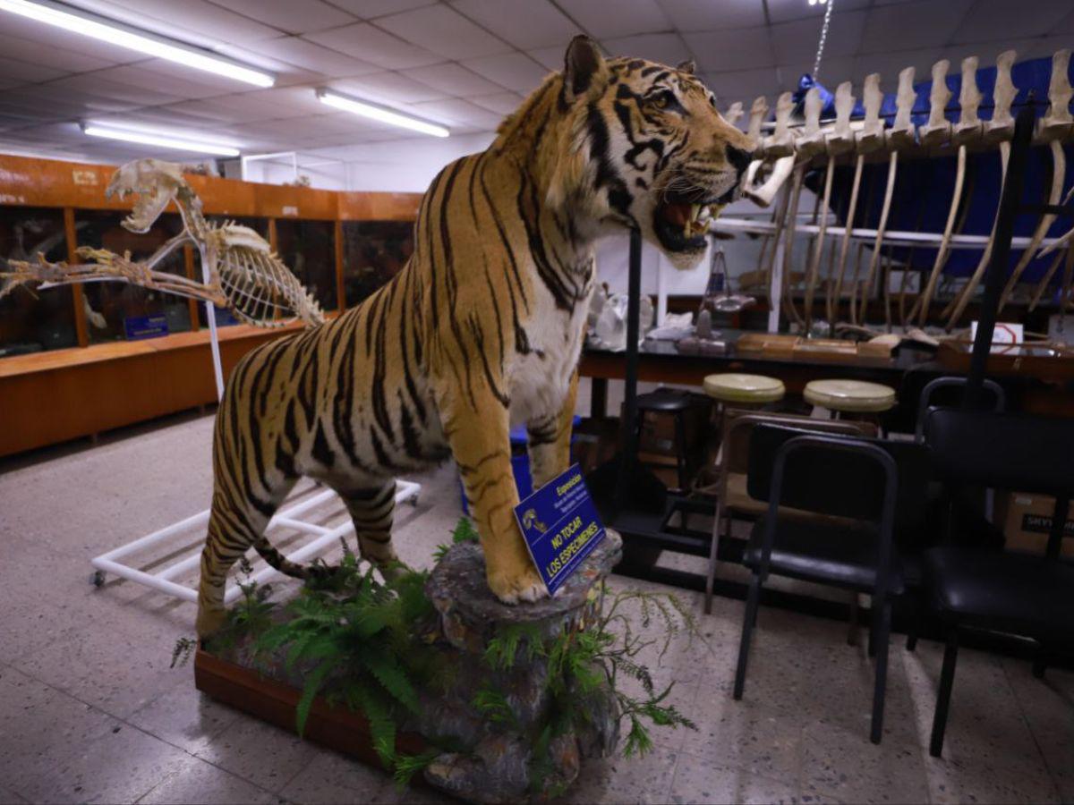 Una aventura por el mundo de los fósiles que permite comprender la naturaleza