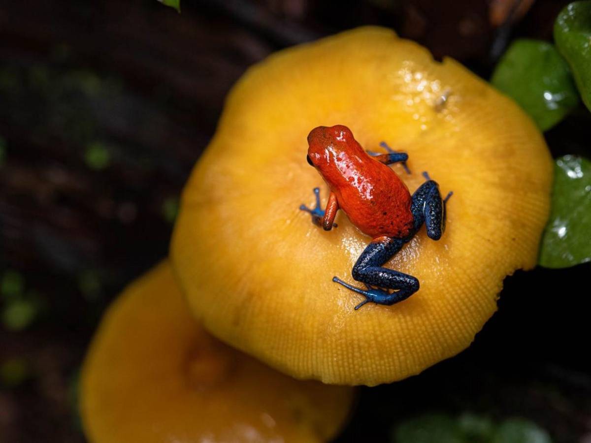 Diminuta pero letal, así es la rana dardo usada contra Navalni, ¿cómo afecta al cuerpo?