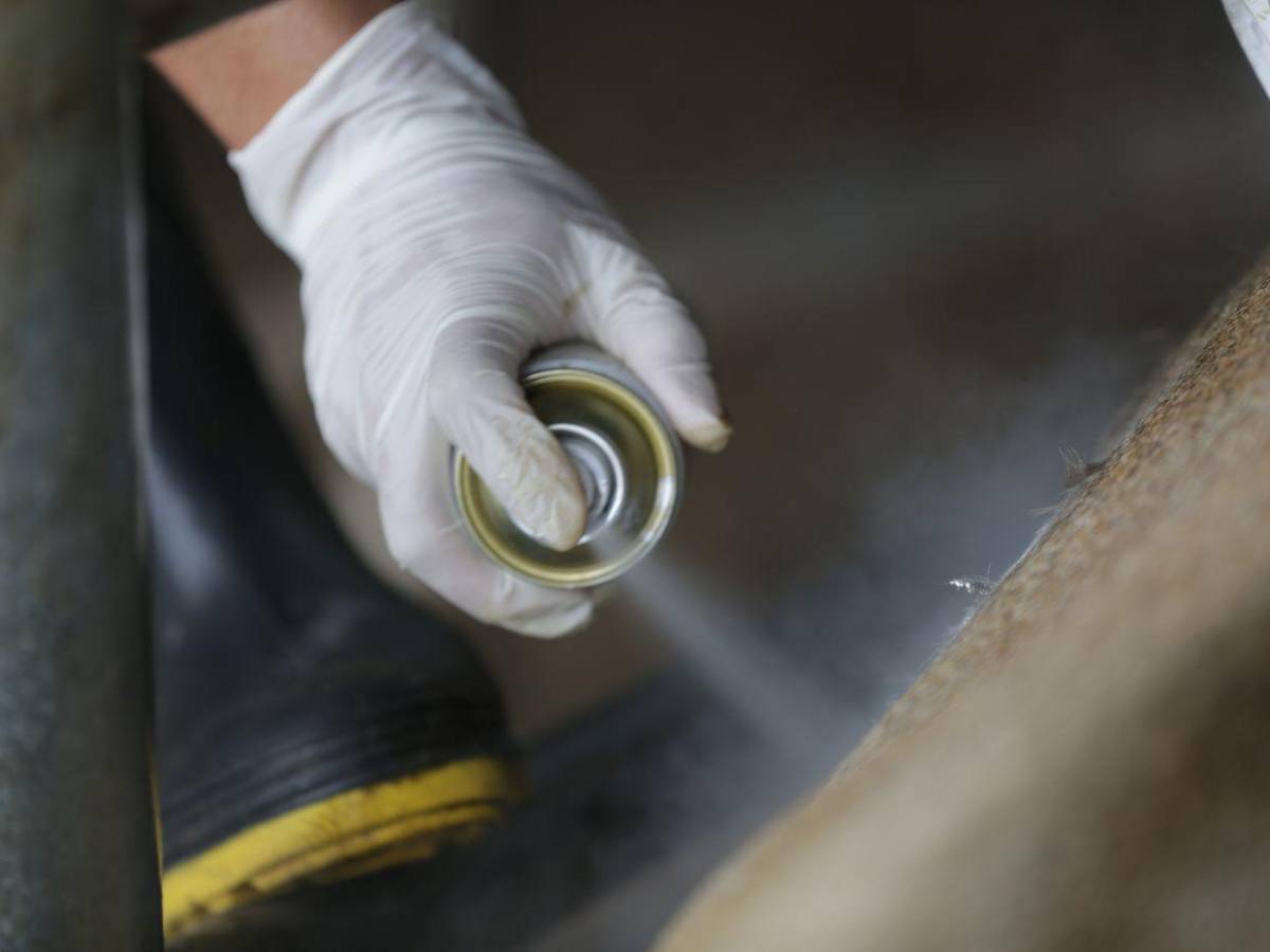 Gusano barrenador: una mosca pone en jaque al ganado de Honduras