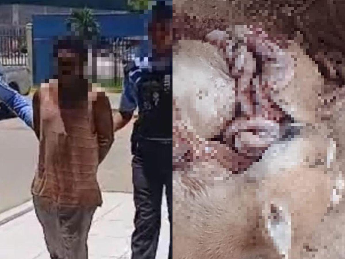 Les sacó los órganos: capturan a hombre en Comayagua mientras mataba a tres perros