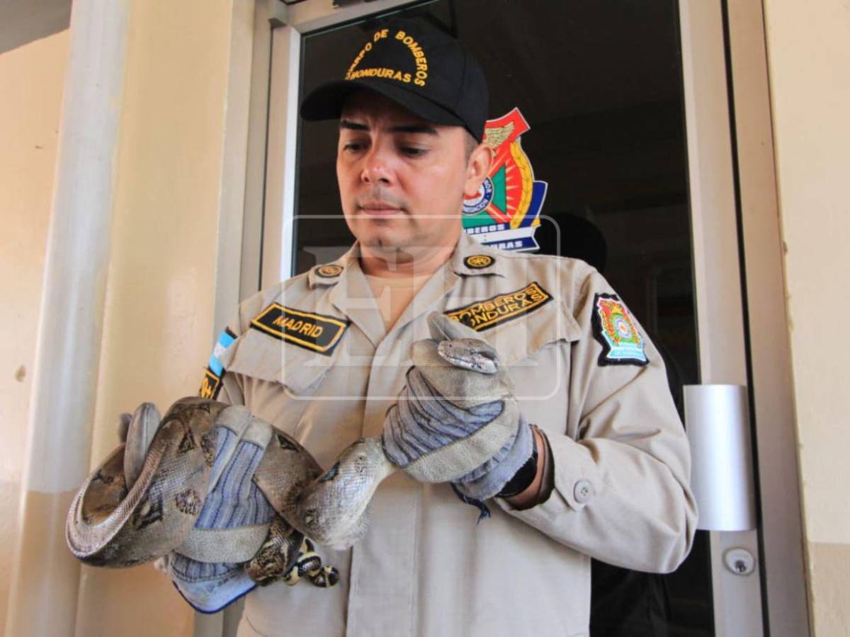 Salió de la aduana de EE UU y llegó a yonker de El Carrizal: Boa será liberada en el Cerro Juana Laínez