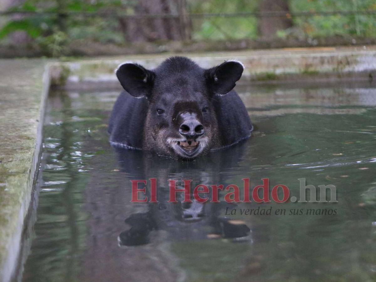 El tapir Bruno posó dentro del agua para el lente de EL HERALDO.