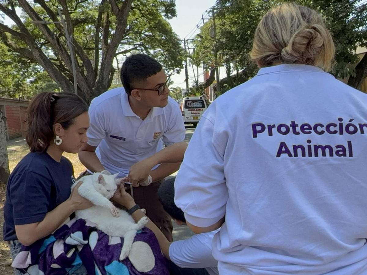 Antonio, el perro rescatado entre escombros da esperanza a una familia en Cali