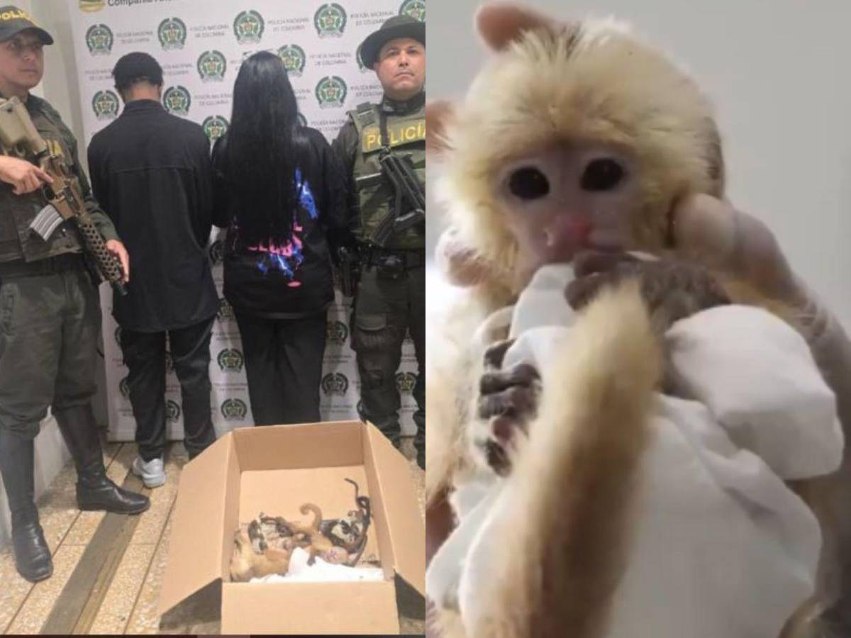 Capturan a pareja que llevaba 6 monos ocultos en sus partes íntimas al abordar avión