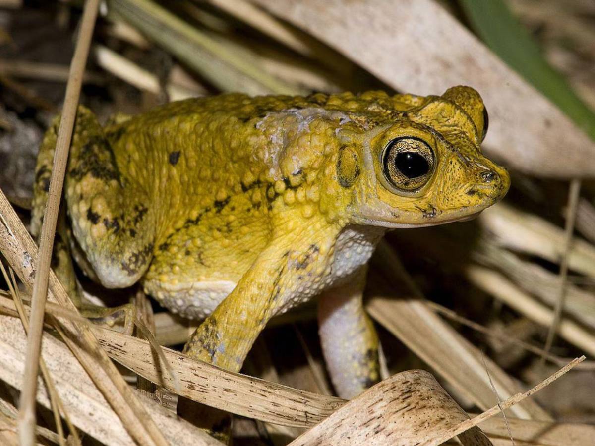 Bad Bunny convierte al sapo Concho puertorriqueño en símbolo de su nuevo álbum