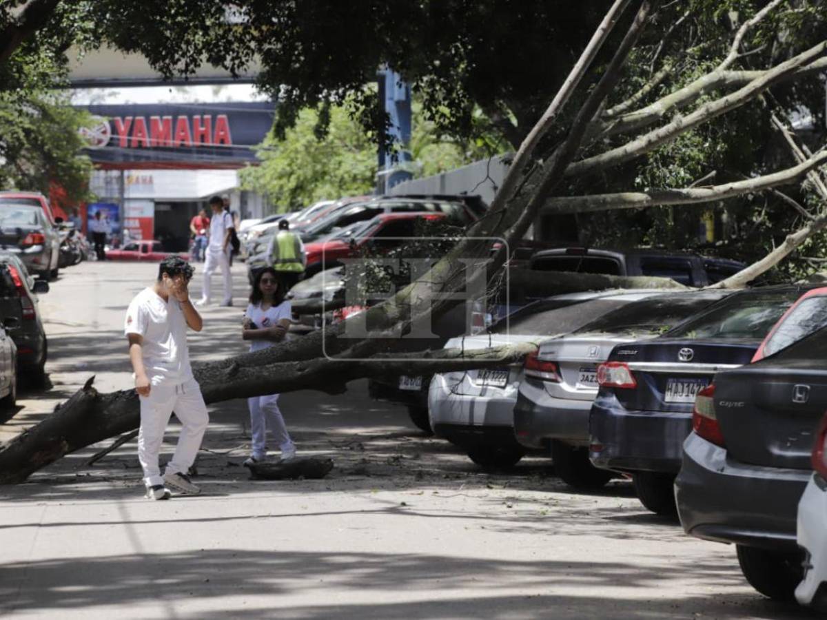 Árbol cae sobre varios vehículos frente a Facultad de Medicina: estudiante se salva de ser aplastado