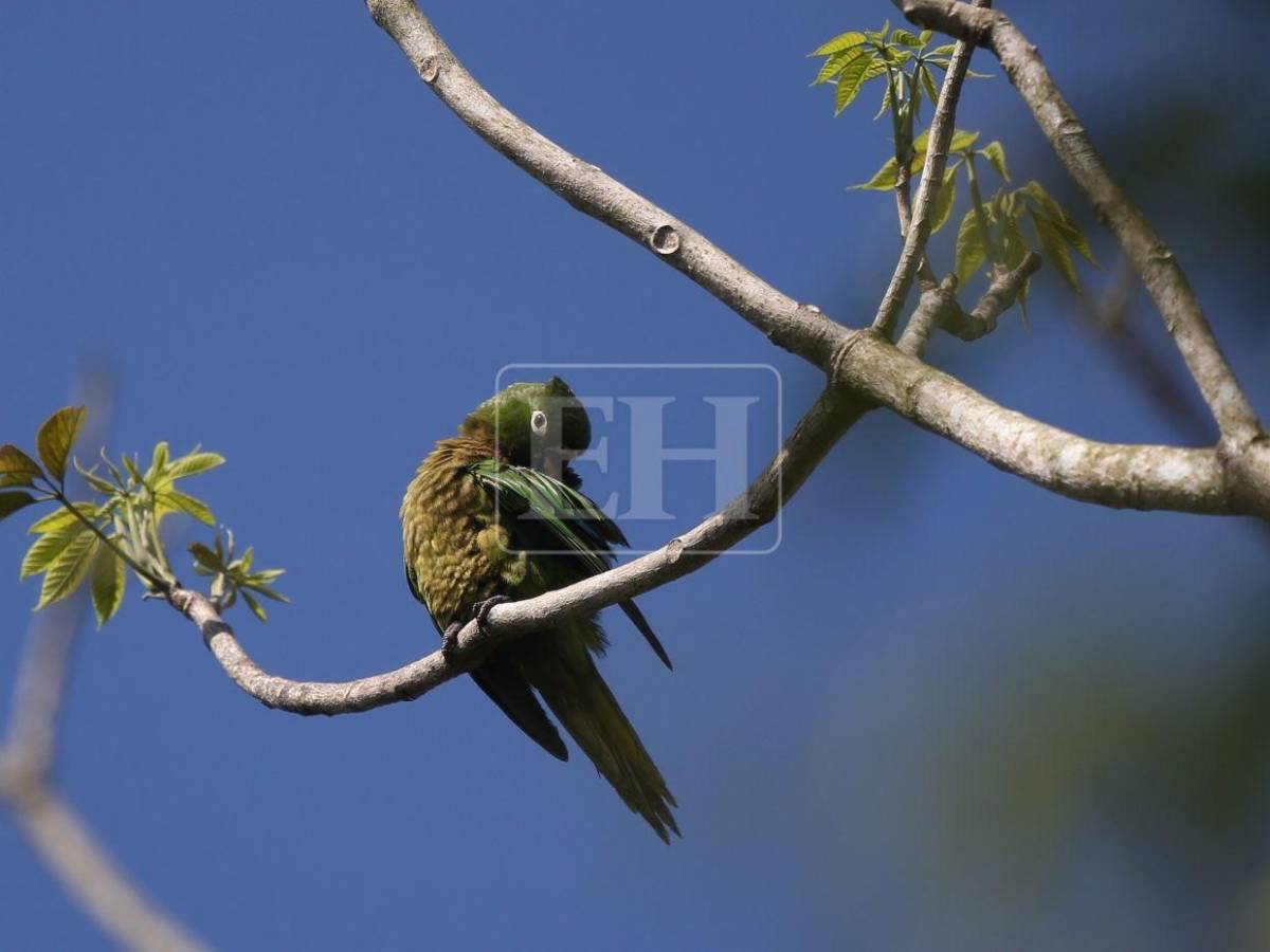 Un recorrido entre las aves que anidan en el corazón verde de Honduras