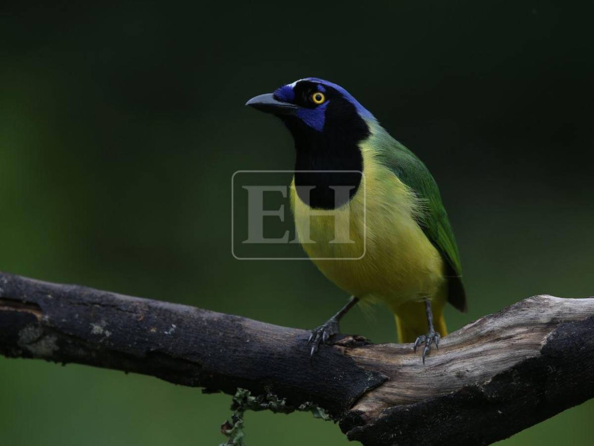 Un recorrido entre las aves que anidan en el corazón verde de Honduras
