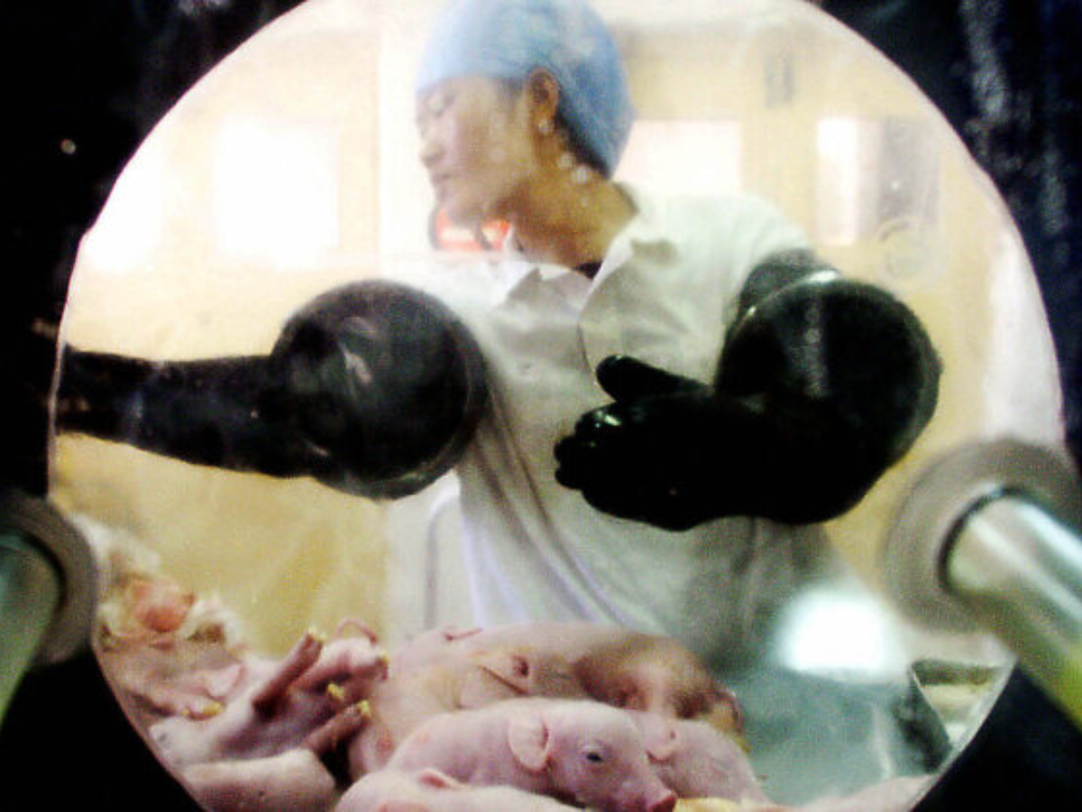 Científicos chinos generan riñones similares a los humanos en cerdos