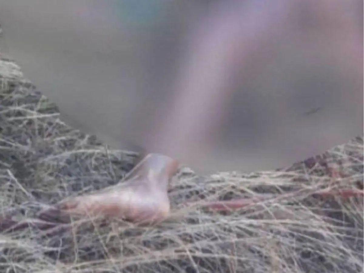 ¿A qué se dedicaba?: Angie Galeas, hallada con sus partes íntimas quemadas