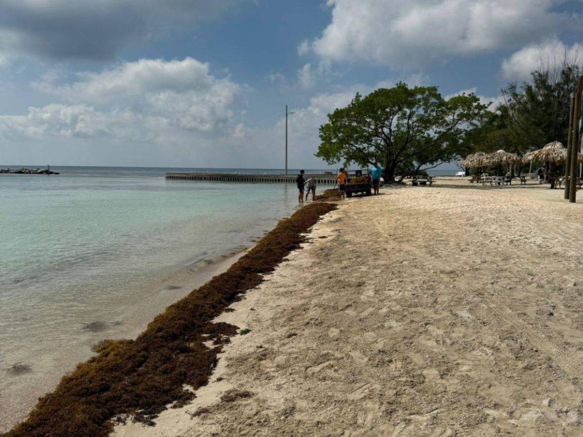 EN FOTOS: sargazo invade playas de Utila; autoridades activan plan de limpieza