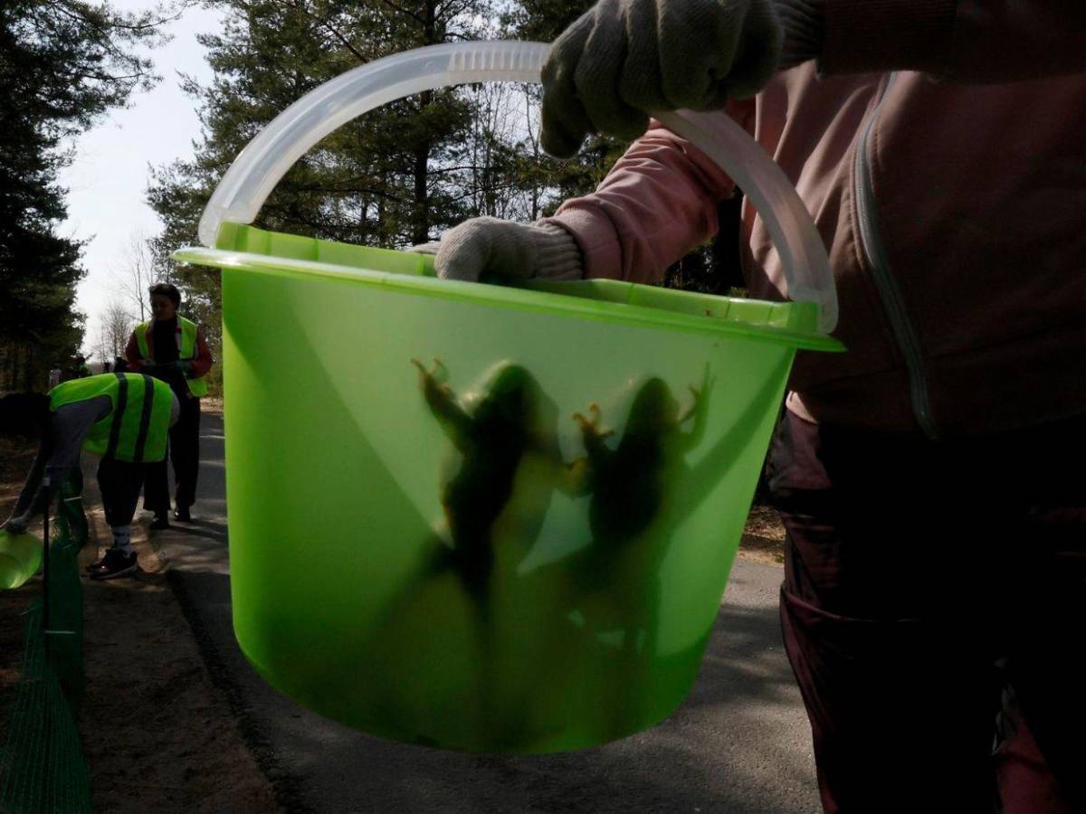 ¡Paso a los anfibios!: San Petersburgo ayuda a las ranas en su migración