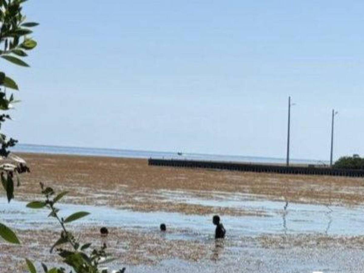 EN FOTOS: sargazo invade playas de Utila; autoridades activan plan de limpieza