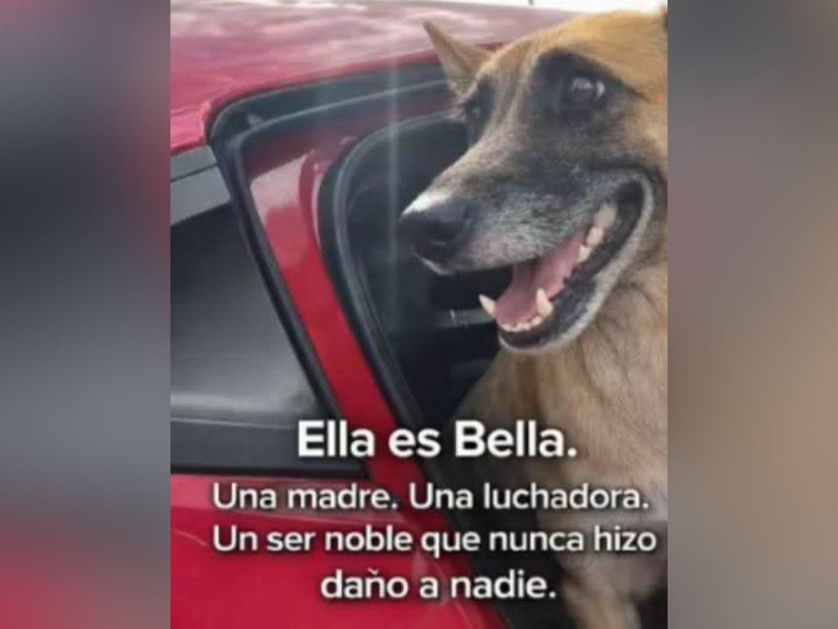 Bella, la perrita que habría sido asesinada al comer vidrio molido en la UNAH