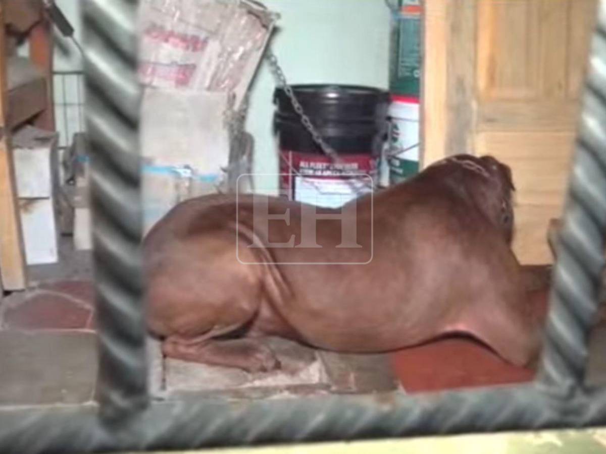 Le arrancó el pie: Zeus, el perro que mató a su dueño, en observación para descartar rabia