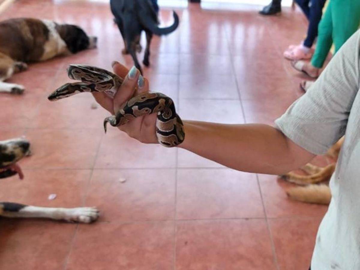 Así fue el rescate de jaguar y otras especies exóticas en cautiverio en Olancho