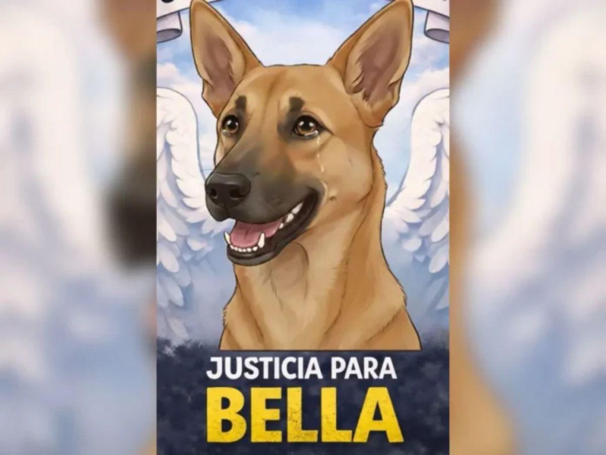 Bella, la perrita que habría sido asesinada al comer vidrio molido en la UNAH