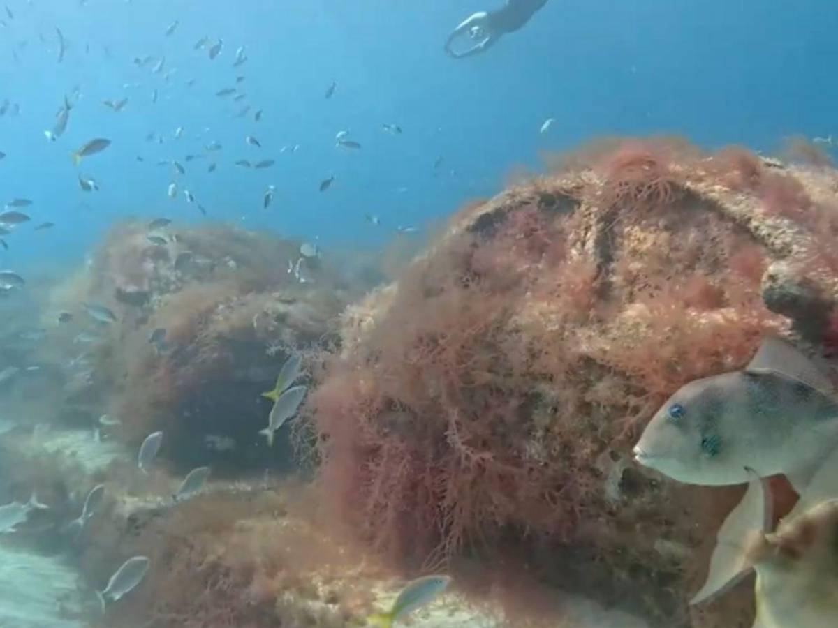 Autopista en la profundidad del mar: Miami Beach sumerge 'vehículos' para atraer fauna