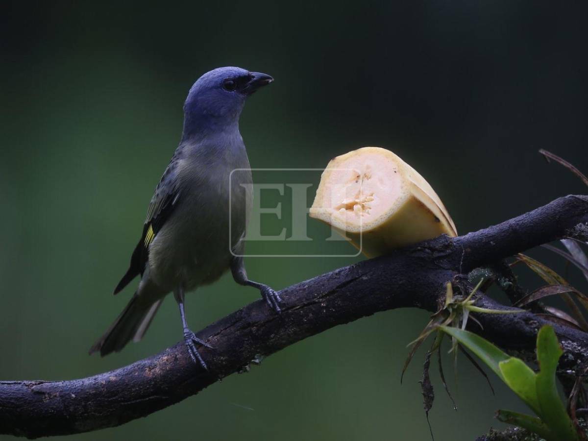 Un recorrido entre las aves que anidan en el corazón verde de Honduras