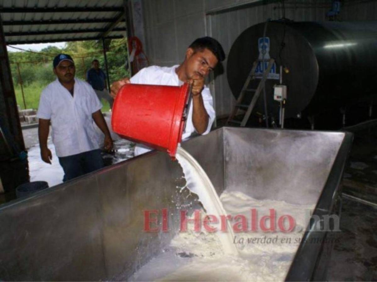 Honduras: Procesadores de leche rompen el acuerdo de 11 lempiras con los ganaderos