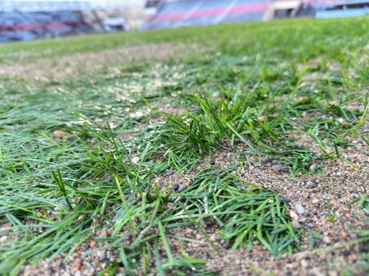 Así avanzan los trabajos de la nueva grama híbrida del estadio Ceibeño Así avanzan los trabajos de la nueva grama híbrida del estadio Ceibeño