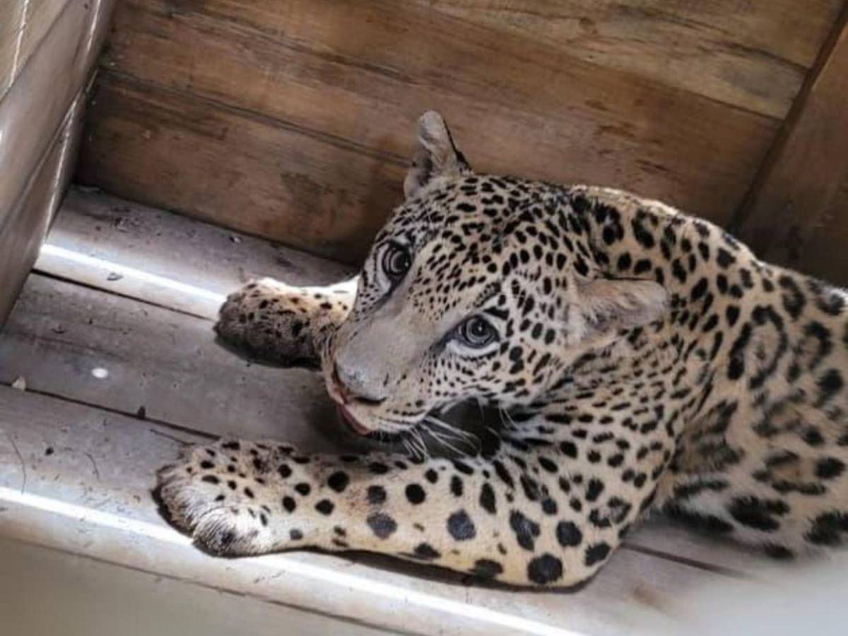Así fue el rescate de jaguar y otras especies exóticas en cautiverio en Olancho