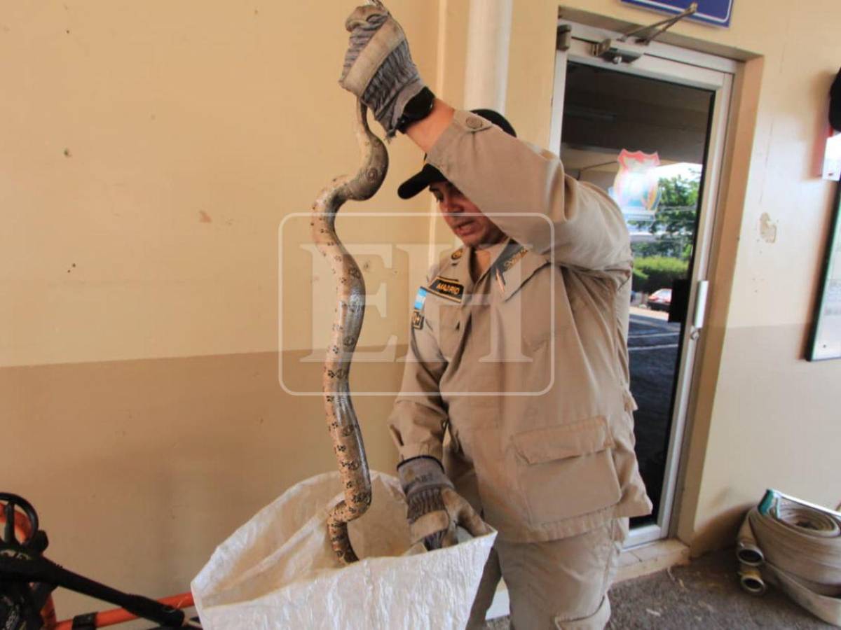 Salió de la aduana de EE UU y llegó a yonker de El Carrizal: Boa será liberada en el Cerro Juana Laínez