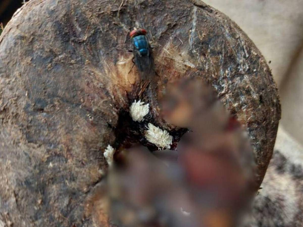 Devorador de hombres, así invade y prolifera en heridas humanas el gusano barrenador