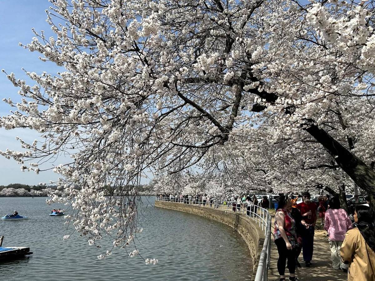 La primavera llega temprano a Washington con el espectáculo de los cerezos