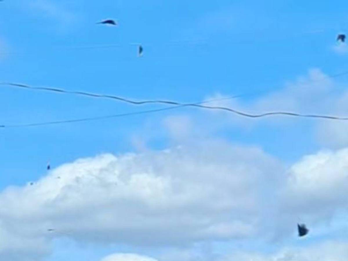 ¿Por qué invadieron mariposas el cielo de Tegucigalpa?