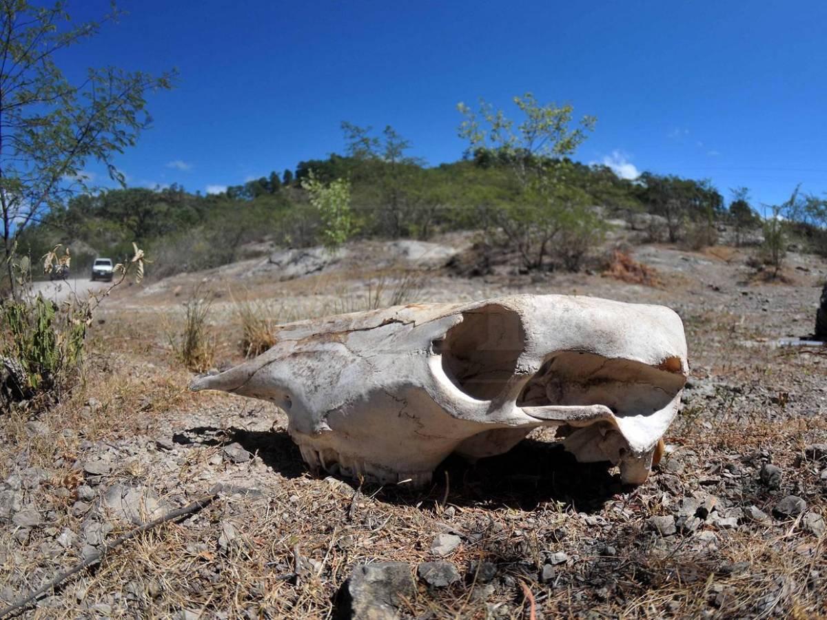 Sin agua ni forraje: la lucha diaria de pequeños ganaderos por salvar sus vacas