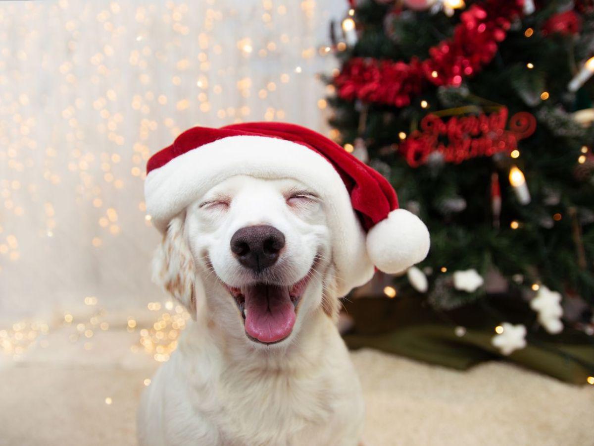 ¡Ellos también son familia! Esta protección necesita tu mascota en las fiestas de fin de año ¡Ellos también son familia! Esta protección necesita tu mascota en las fiestas de fin de año