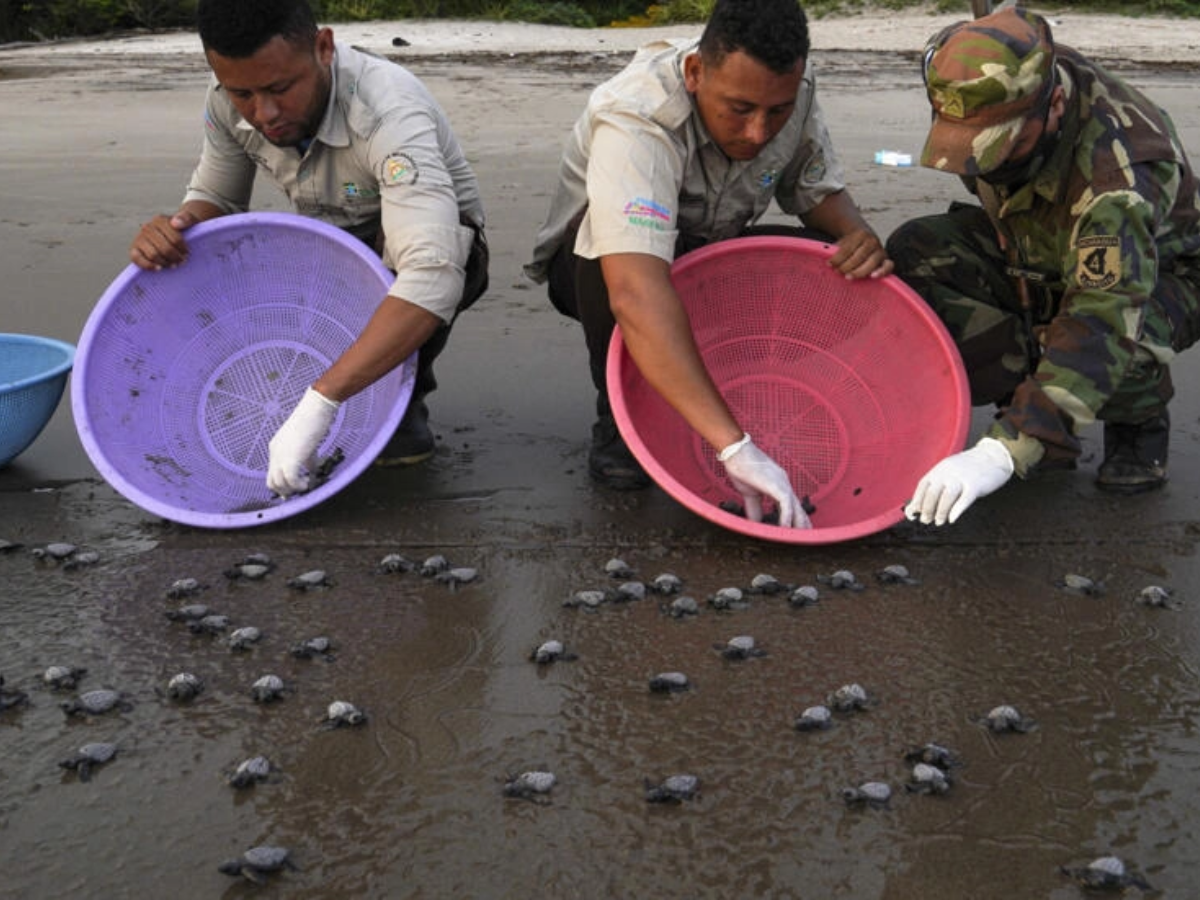 Liberan en playa de Nicaragua tortuguitas paslama, en riesgo de extinción