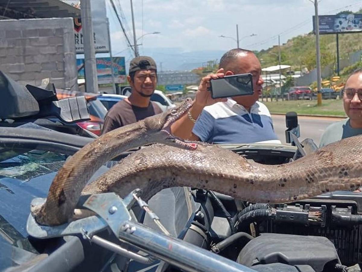 Mecánico pensó que era una manguera: hallan enorme boa dentro de motor en El Carrizal
