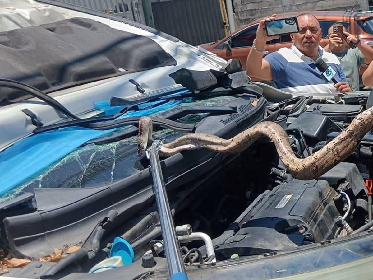 Mecánico pensó que era una manguera: hallan enorme boa dentro de motor en El Carrizal
