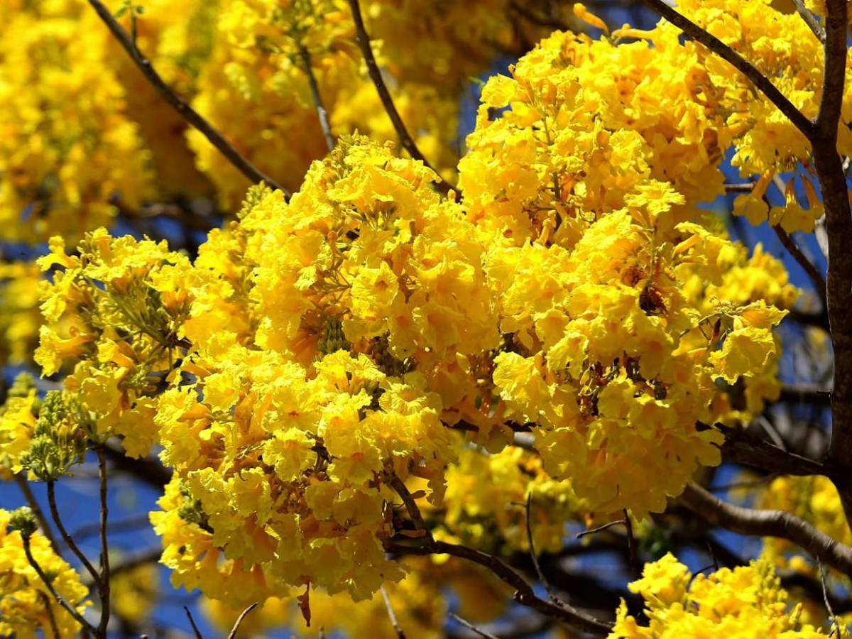 Los macuelizos con sus alegres colores embellecen la capital de Honduras