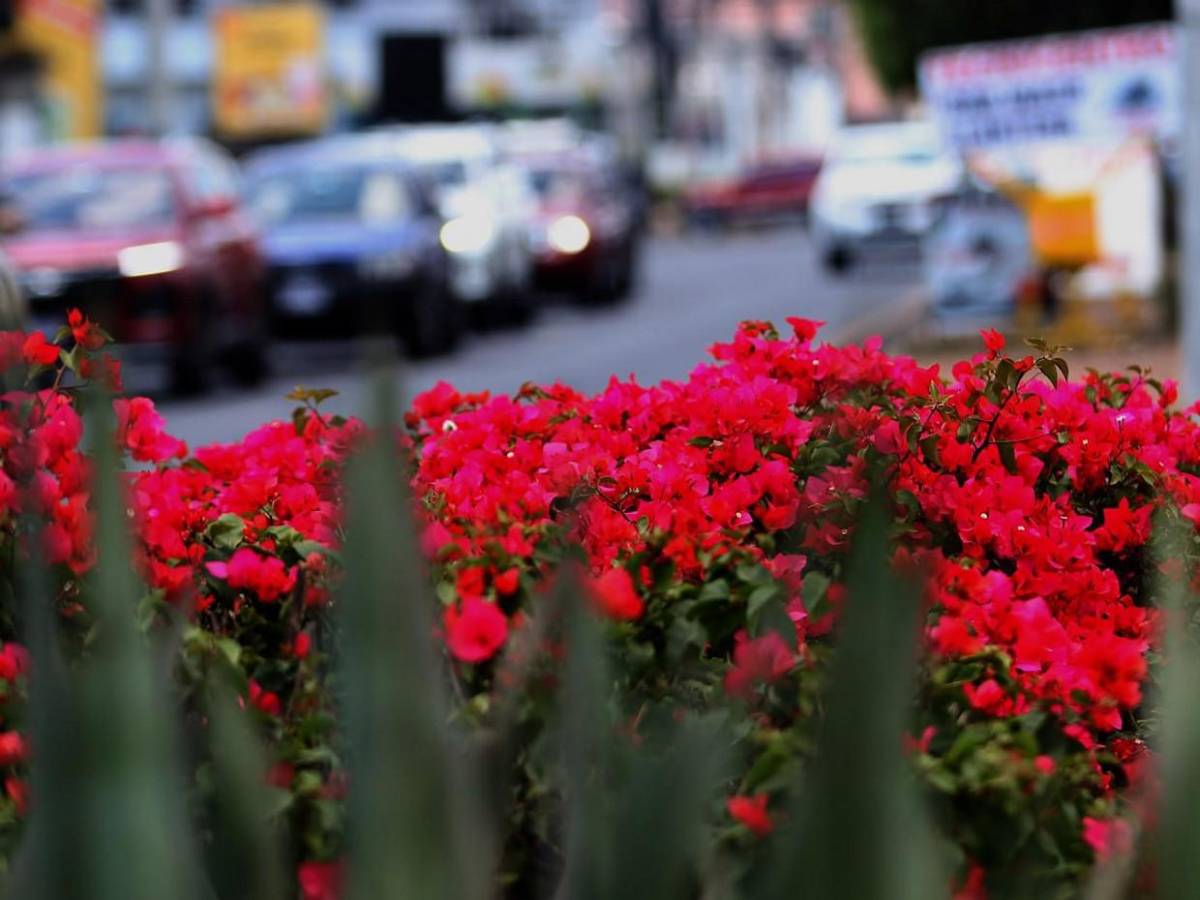 Los macuelizos con sus alegres colores embellecen la capital de Honduras